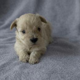 Biscuit - White male Miniature Schnauzer puppy in Oklahoma City, Oklahoma from L & R Miniature Schnauzers