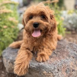 Frizzy - Red  female Goldendoodle puppy in Twin Falls, Idaho from Magic Valley Family Doodles