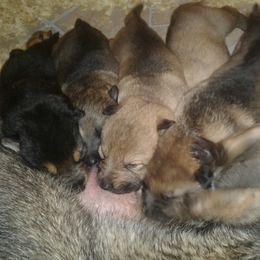 German Shepherd Puppies from Countryside Kennel