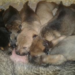 German Shepherd Puppies from Countryside Kennel