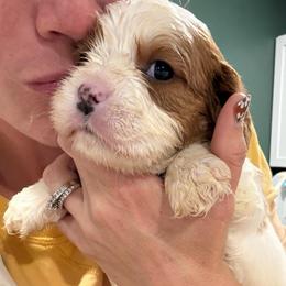 York- your dream soulpup:) - Blenheim male Cavapoo puppy in Brandenburg, Kentucky from Bluegrass River Newfoundlands