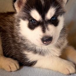 Zuri - Black and white female Siberian Husky puppy in Grant City, Missouri from Timberline Paws