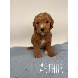 Arthur - Red  male Goldendoodle puppy in Smithfield, Kentucky from KBK9 Kennels