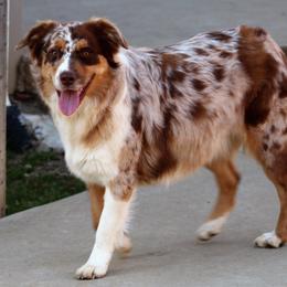 Stormie - Australian Shepherd