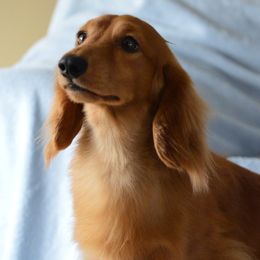 Duke - Dachshund