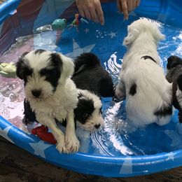 Tibetan Terrier All Grown Up from Kham Ra Tibetans