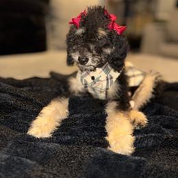 LOUIE V BLUE FEMALE - Phantom female Poodle puppy in Porter, Texas from KD's Luxury Nursery