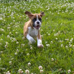 Boxer Puppies from Lando Boxers