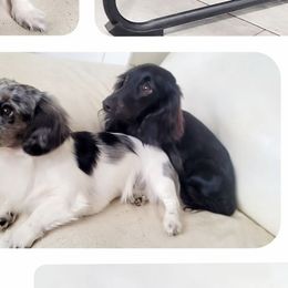 Dachshunds from The Doxies