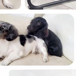 Dachshunds from The Doxies