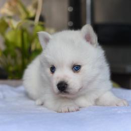Flora - White female Pomsky puppy in Coos Bay, Oregon from Ocean View Pomskies