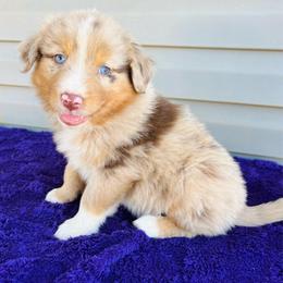 Axel - Red merle male Australian Shepherd puppy in Charlotte, North Carolina from Awesome Aussies