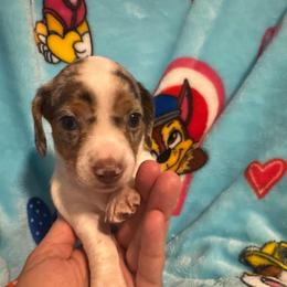 Piper the dapple piebald girl - Dapple female Dachshund puppy in Casselberry, Florida from Amore Mini Dachshund Breeders & More