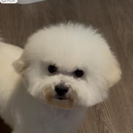 Boy 2 - White and buff male Bichon Frise puppy in Greensboro, North Carolina from Luna Llena Bichons
