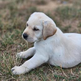 Green yellow male - Yellow male Labrador Retriever puppy in Lititz, Pennsylvania from R&M Labrador Retriever Puppies