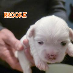 Brooke - White female Mal-Shi puppy in Belleville, Michigan from Michigan Maltese Puppies