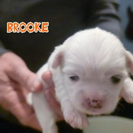 Brooke - White female Mal-Shi puppy in Belleville, Michigan from Michigan Maltese Puppies