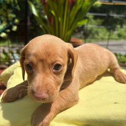 Trina - Red female Dachshund puppy in Richwood, West Virginia from Wild and Wonderful Wieners