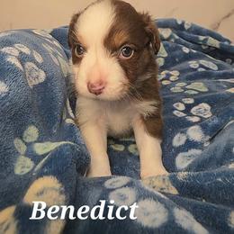 Benedict - Red tri male Toy Australian Shepherd puppy in Bethany, Oklahoma from Donna's Toy & Mini Aussies