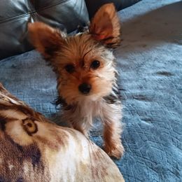 Yorkshire Terriers from Ronda's Yorkshire Terriers