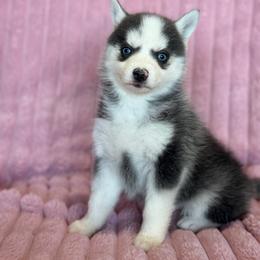 Matilda - Blue female Pomsky puppy in Aberdeen, Idaho from Willow Creek Cresteds