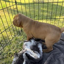 Vizsla Puppies from April Wolf