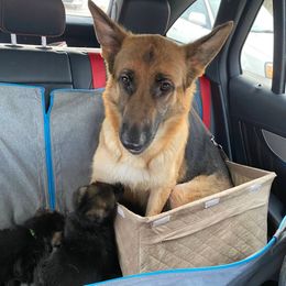 German Shepherds from Katelyn Gumerlock's German Shepherds