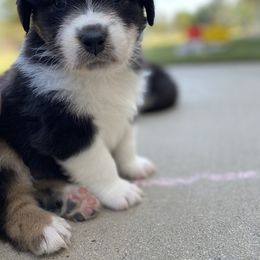 Australian Shepherd Puppies from Luna Lane Aussies