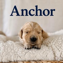 Anchor - Golden male Golden Retriever puppy in San Bernardino, California from Thegoldendreams1