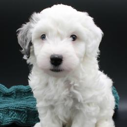 Nerd - White male Havapoo puppy in Hendersonville, North Carolina from Grayfinn House