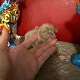 Jupiter - Silver female Chihuahua puppy in Dime Box, Texas from Color Me Crazy Chihuahuas