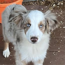 Miniature Australian Shepherds and Toy Australian Shepherds from No Matter Farm