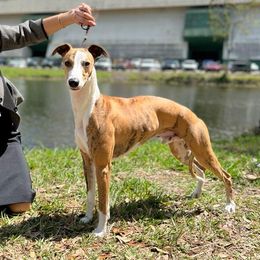 Winston  - Whippet