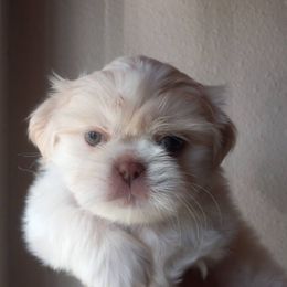 Shih Tzu and Yorkshire Terrier Puppies from Thorntons Fur Crew