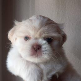 Shih Tzu and Yorkshire Terrier Puppies from Thorntons Fur Crew