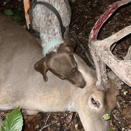 Boykin Spaniels, Dachshunds, and German Shorthaired Pointers from Whiskey River Farm