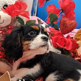 Crispy - Tri-color male Cavalier King Charles Spaniel puppy in Longview, Texas from Casanova Cavalier King Charles Spaniels