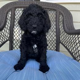 Silver - Black female Goldendoodle puppy in Summerville, South Carolina from Lizarazo Doodles