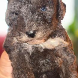 Boy 6 - Merle male Goldendoodle puppy in Holly, Colorado from Vida’s Loving Doodles