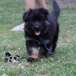 Cosmo - Black and red male German Shepherd puppy in Spencer, Wisconsin from T Double B LLC