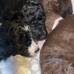Poodle Puppies from Silver Lining Poodles