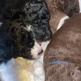Poodle Puppies from Silver Lining Poodles
