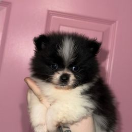 Apollo - Teddy Bear - Black parti male Pomeranian puppy in Lanett, Alabama from H.P.P