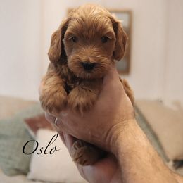 Oslo - Apricot male Goldendoodle puppy in Acworth, Georgia from Cedarcrest Goldendoodles