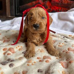 Cinnamon - Red  female Goldendoodle puppy in Milan, Georgia from Joe and Dogs