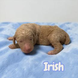 Irish - Cream male Poodle puppy in Ellenburg Center, New York from Kristin's Puppies