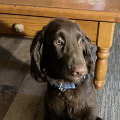Bourbon - Field Spaniel puppy in Bloomington, Indiana from SandyMist Kennel