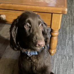 Bourbon - Field Spaniel puppy in Bloomington, Indiana from SandyMist Kennel
