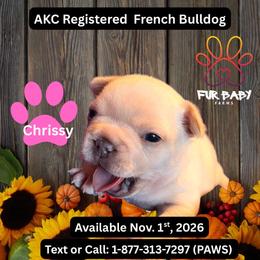 Chrissy - White female French Bulldog puppy in Michigan from Fur Baby Farms