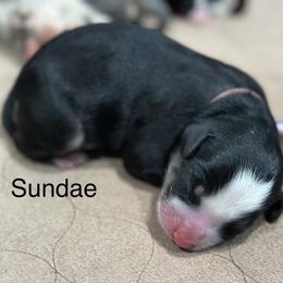 Sundae - Tri-color female Bernedoodle puppy in El Campo, Texas from Little Fur Friends Bernedoodles